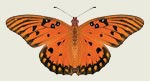 Gulf Fritillary Butterfly Decal
