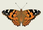 Painted Lady Butterfly Decal