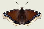 Mourning Cloak Butterfly Decal