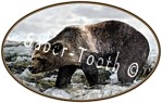Grizzly Bear Magnet Oval