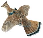Ruffled Grouse - Magnet
