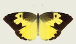 Southern Dogface Butterfly Decal