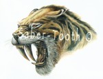 Saber Cat Magnet