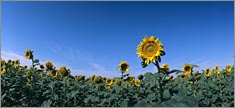 Sunflowers - Truck or SUV Rear Window Graphic