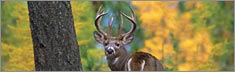 White Tail - Clearvue Rear Window Graphic