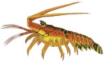 Lobster Decal - Spi...