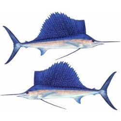 Sailfish Decal Twin Pack