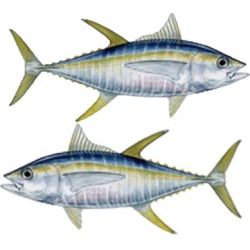 Yellowfin Tuna Decal Twin Pack