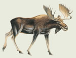 Moose - Color Magnet