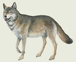 Wolf - Color Decal
