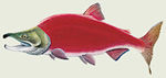 Sockeye Salmon - Color Magnet