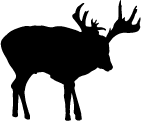 White tail Deer Decal