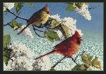 Hautman&copy; Cardinals Area Rug