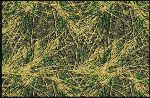 Mossy Oak� Shadow Grass Solid Camo Area Rug