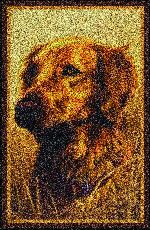 Hautman� Golden Retriever Area Rug