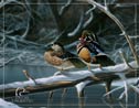 Ducks Unlimited - Interlude Tin Sign