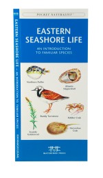 Eastern Seashore Life - A Pocket Naturalist Guide