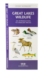 Great Lakes Wildlife - A Pocket Naturalist Guide