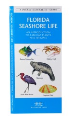 Florida Seashore Life - A Pocket Naturalist Guide
