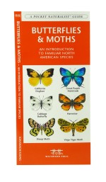 Butterflies & Moths