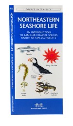 Northeastern Seashore Life - A Pocket Naturalist Guide