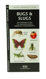 Insects & Spiders