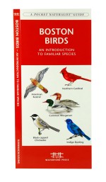 Boston Birds - A Pocket Naturalist Guide