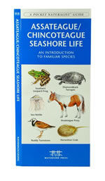 Assateague/Chincoteague Seashore Life - A Pocket Naturalist Guide
