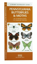 Pennsylvania Butterflies & Moths - A Pocket Naturalist Guide