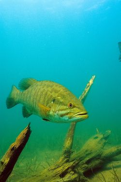 Smallmouth Bass 2 - Fish Photo Print