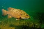 Smallmouth Bass 4 - Fish Photo Print