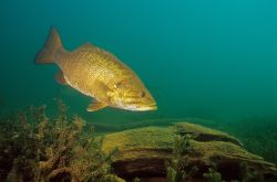 Smallmouth Bass 5 - Fish Photo Print
