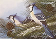 Blue Jays - Art Print