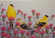 Gold Finch - Art Print