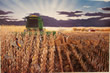 Harvest Surprise - Art Print