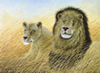 Savanna Sovereigns - Art Print