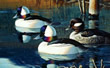 1995 CO Duck Stamp - Art Print
