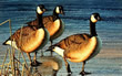 1995 IA Duck Stamp - Art Print