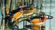 Backwater Woodies - Art Print