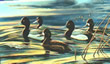 Big Water Bluebills - Art Print
