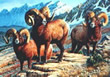 Mountain Monarchs - Art Print