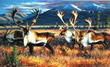 Northern Nomads - Art Print