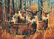 Sudden Encounter - Art Print