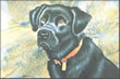 Black Lab - Art Print