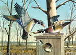 Wetland Woodies - Wood Ducks Art Print by Les McDonald, Jr.