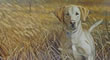 A Friend in the Field - Art Print