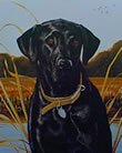 Field Companion Black Lab - Art Print