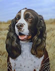 Field Companion Springer - Art Print