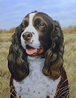 Field Companion Springer Spaniel - Art Print by Steve Hamrick