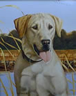 Field Companion Yellow Lab - Art Print